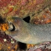 moray_spotted_fine_wolf_h_0215_ecu0705.jpg